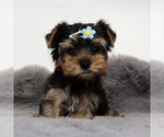 Small #1 Yorkshire Terrier