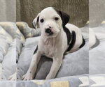 Small #3 American Staffordshire Terrier Mix