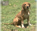 Small #13 Mutt