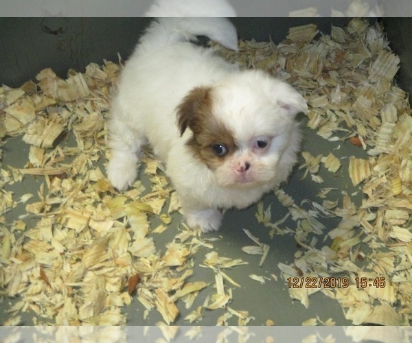 Medium Photo #2 Shih Tzu Puppy For Sale in CARROLLTON, GA, USA