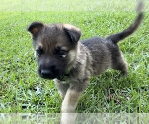 German Shepherd Dog Puppy for sale in E LAURINBURG, NC, USA