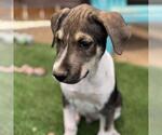 Small #9 Mutt
