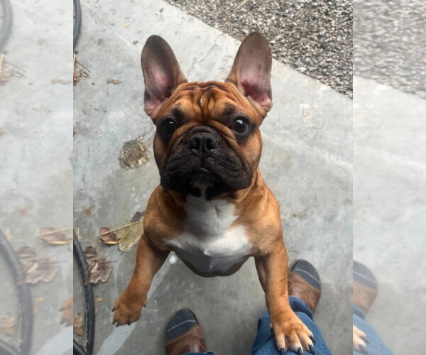 Medium Photo #7 French Bulldog Puppy For Sale in Brights Grove, Ontario, Canada