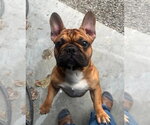Small #6 French Bulldog