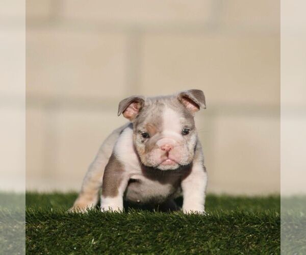 Medium Photo #1 English Bulldog Puppy For Sale in ATLANTA, GA, USA