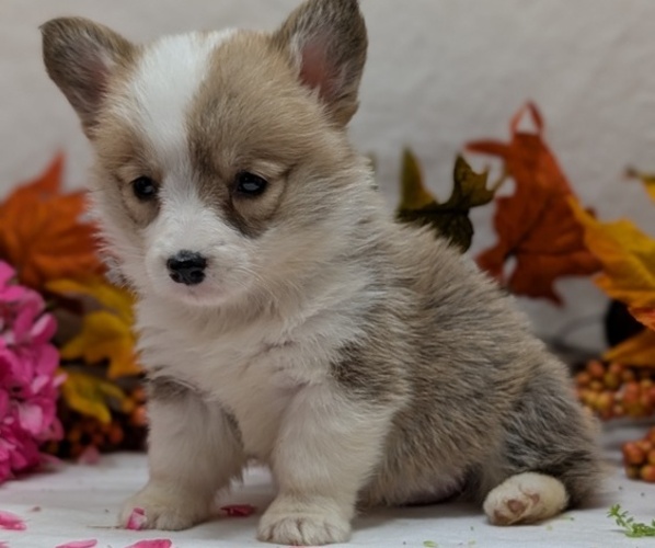 Medium Photo #10 Pembroke Welsh Corgi Puppy For Sale in GOSHEN, IN, USA