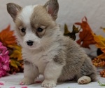 Small #9 Pembroke Welsh Corgi