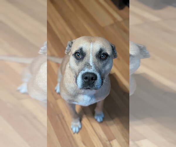 Medium Photo #6 Mutt Puppy For Sale in St. Louis Park, MN, USA