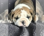 Small Photo #2 English Bulldog Puppy For Sale in BOWLING GREEN, KY, USA