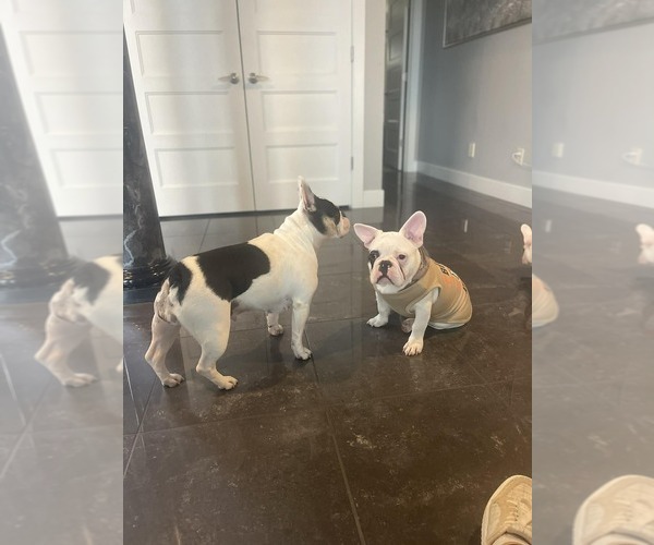 Medium Photo #3 French Bulldog Puppy For Sale in CINCINNATI, OH, USA
