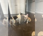 Small #2 French Bulldog
