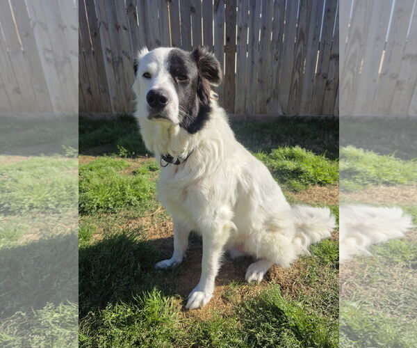 Medium Photo #6 Aussie Pyrenees Puppy For Sale in Houston, TX, USA
