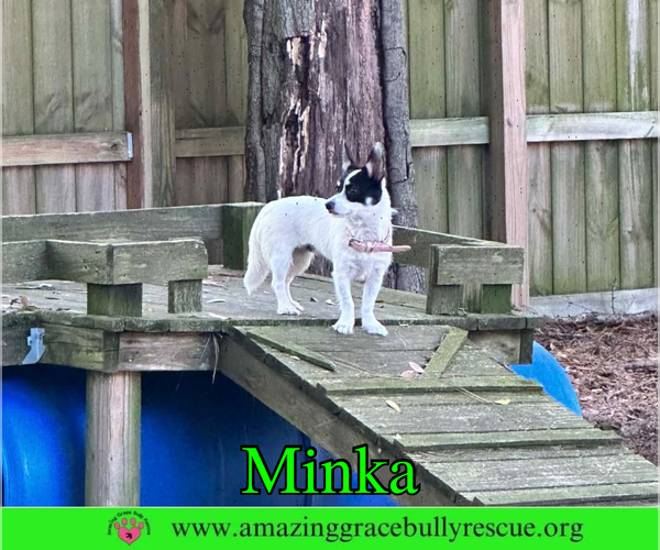 Medium Photo #2 Jack Russell Terrier-Unknown Mix Puppy For Sale in Milton, FL, USA