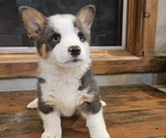Small Pembroke Welsh Corgi