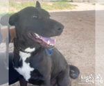 Small #1 Mutt