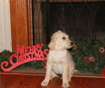 Small Photo #4 Labradoodle Puppy For Sale in GRANBURY, TX, USA
