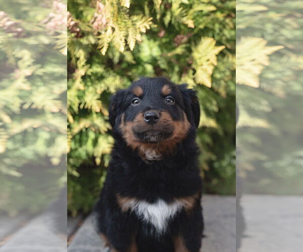 Medium Photo #7 Collie-Unknown Mix Puppy For Sale in Sandy, UT, USA