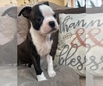 Small Photo #15 Boston Terrier Puppy For Sale in MONTVILLE, OH, USA