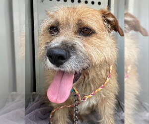 Border Terrier-Siberian Husky Mix Dogs for adoption in Sacramento, CA, USA