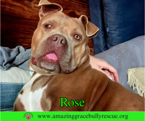 Rose - Female American Pit Bull Terrier-Unknown Mix Dog for Adoption - Photo #13