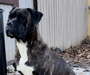 Mother of the America Bandogge Mastiff puppies born on 02/28/2025