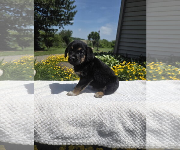 Medium Photo #3 Golden Retriever-Unknown Mix Puppy For Sale in SHERBURNE, NY, USA