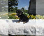 Small #2 Golden Retriever Mix