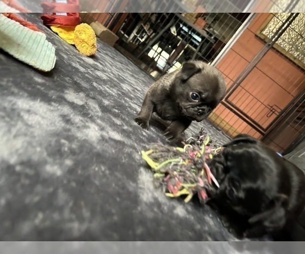 Medium Photo #6 Pug Puppy For Sale in BLOOMINGTON, IL, USA
