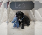 Small Photo #4 Bernedoodle Puppy For Sale in NORTH VERNON, IN, USA