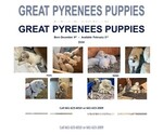 Small Photo #1 Great Pyrenees Puppy For Sale in BAKERSFIELD, CA, USA