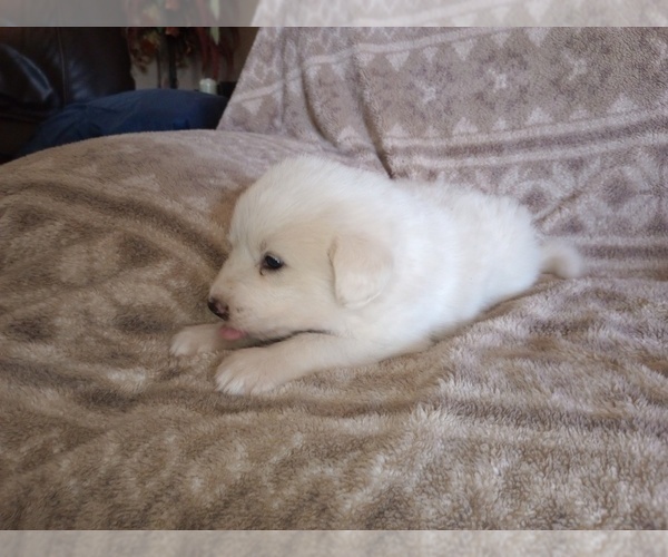 Medium Photo #13 Great Pyrenees Puppy For Sale in SHELBYVILLE, TN, USA