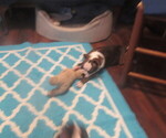 Small #9 Boston Terrier