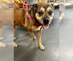 DA 30 Arugula - Female Mutt Dog for Adoption - Small photo