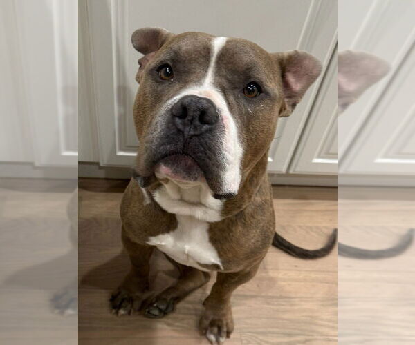 Medium Photo #3 American Bulldog-Unknown Mix Puppy For Sale in Lakewood, CO, USA