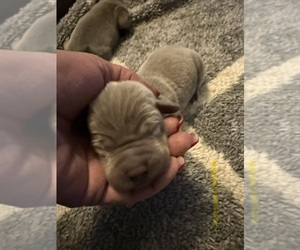 Labrador Retriever Puppy for sale in OSYKA, MS, USA