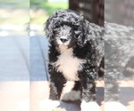 Small Photo #1 Bernedoodle Puppy For Sale in CHRISTIANA, PA, USA