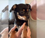 Small Photo #1 Chihuahua-Unknown Mix Puppy For Sale in MIDWAY, UT, USA