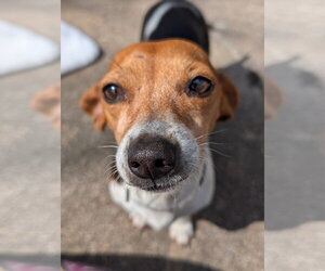 Coletta - Female Chiweenie Dog for Adoption - Photo #8