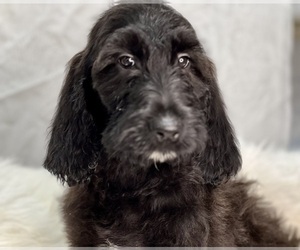 Irish Doodle Puppy for sale in DUNDEE, OH, USA
