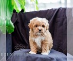 Small #1 Poodle (Toy)-Zuchon Mix