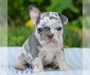 French Bulldog Puppy for sale in EAST EARL, PA, USA