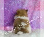 Small Photo #60 Pomeranian Puppy For Sale in WARSAW, IN, USA
