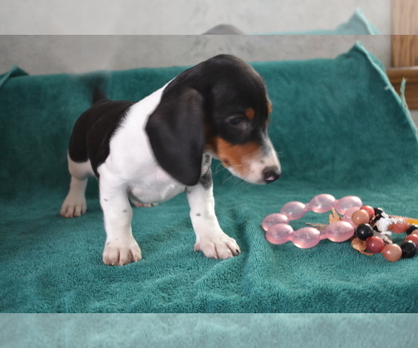 Medium Photo #1 Dachshund Puppy For Sale in GREENWOOD, WI, USA