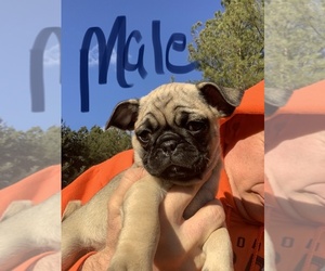 Pug Puppy for sale in WILLIAMSBURG, VA, USA