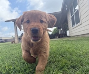 Golden Retriever Puppy for sale in LIBERTY HILL, TX, USA