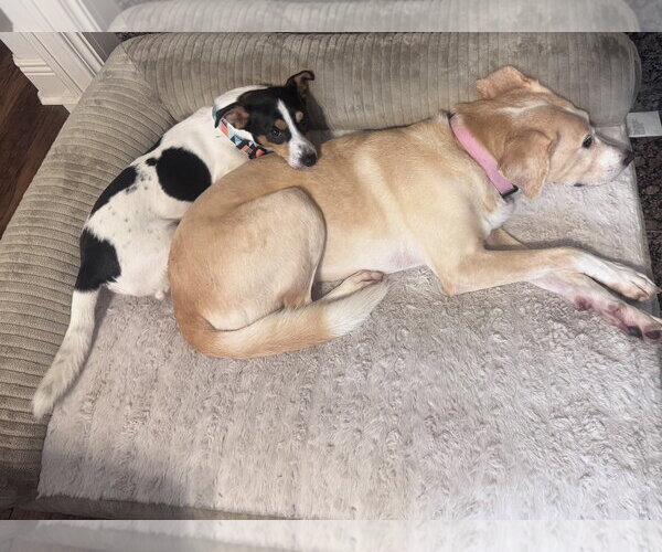Medium Photo #4 Jack Russell Terrier-Unknown Mix Puppy For Sale in Houston, TX, USA