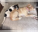 Small #3 Jack Russell Terrier Mix