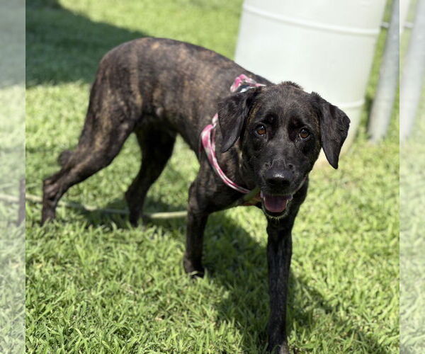 Medium Photo #1 Labrador Retriever-Unknown Mix Puppy For Sale in Virginia Beach, VA, USA