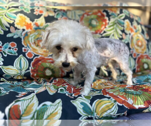 Medium Photo #3 Maltese-Unknown Mix Puppy For Sale in Wheaton, IL, USA