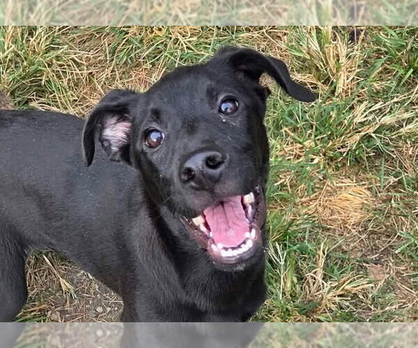 Medium Photo #1 Mutt Puppy For Sale in Anniston, AL, USA